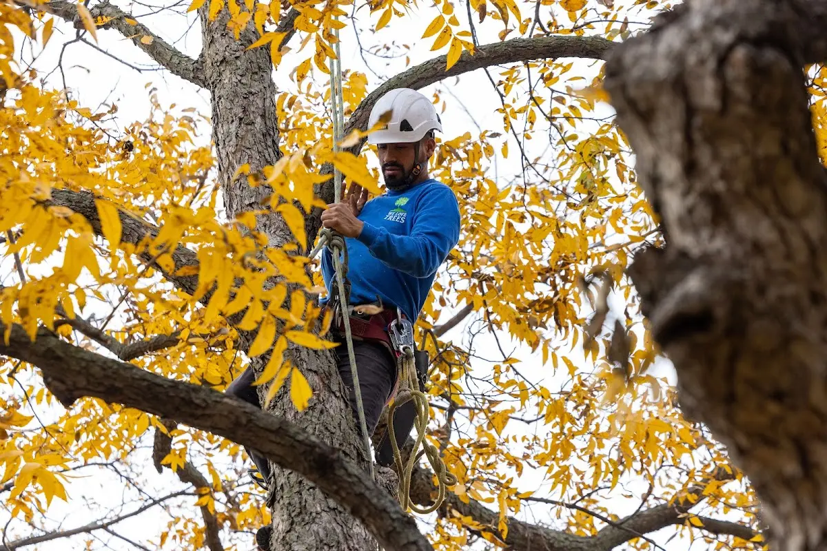 Skilled Emergency Tree Service crew working in Causey