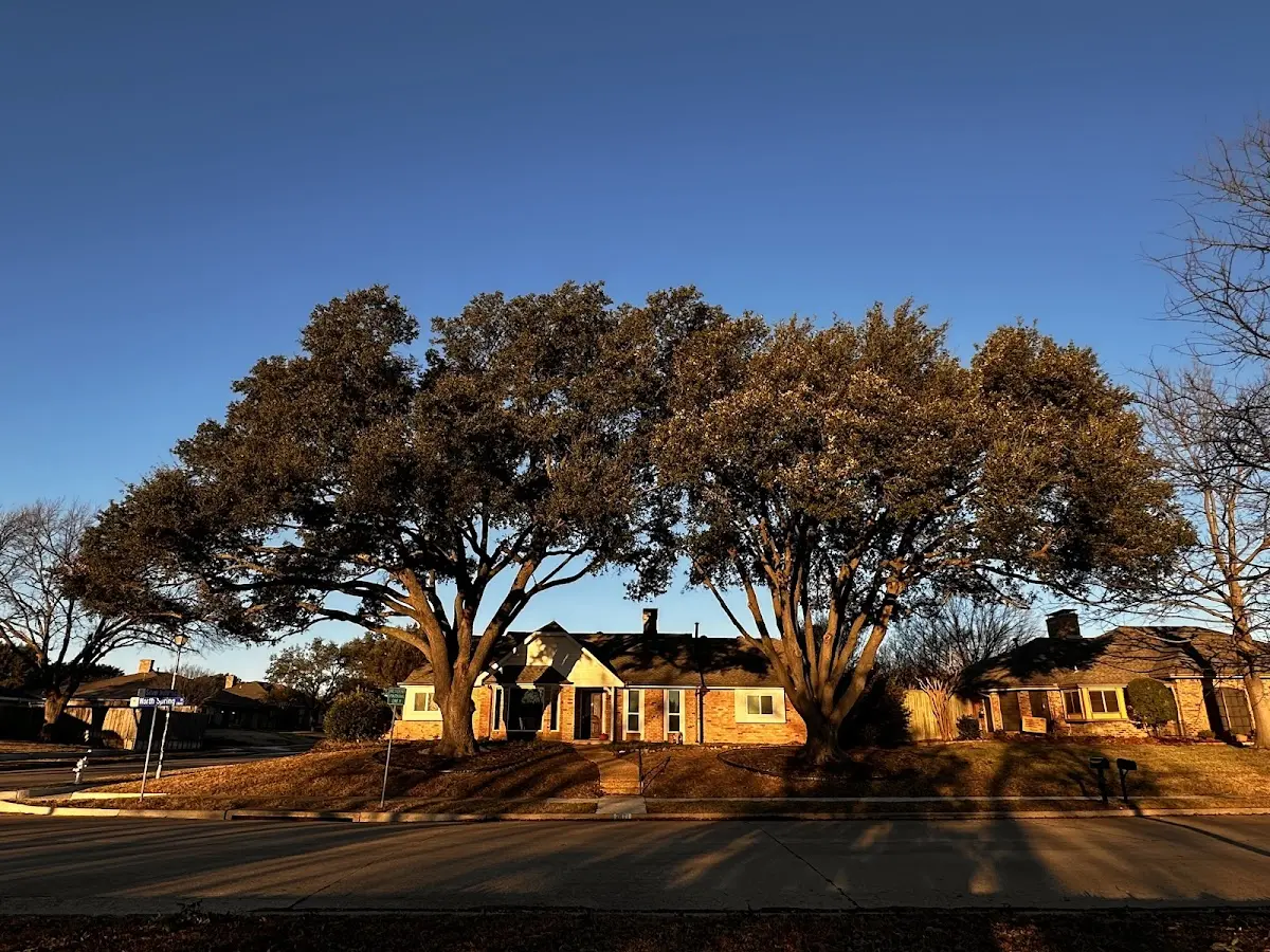 Established residential canopy tree shading a home in Causey